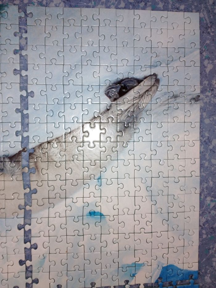 Puzzle bébé phoque complet 500 pièces Nathan - photo numéro 6