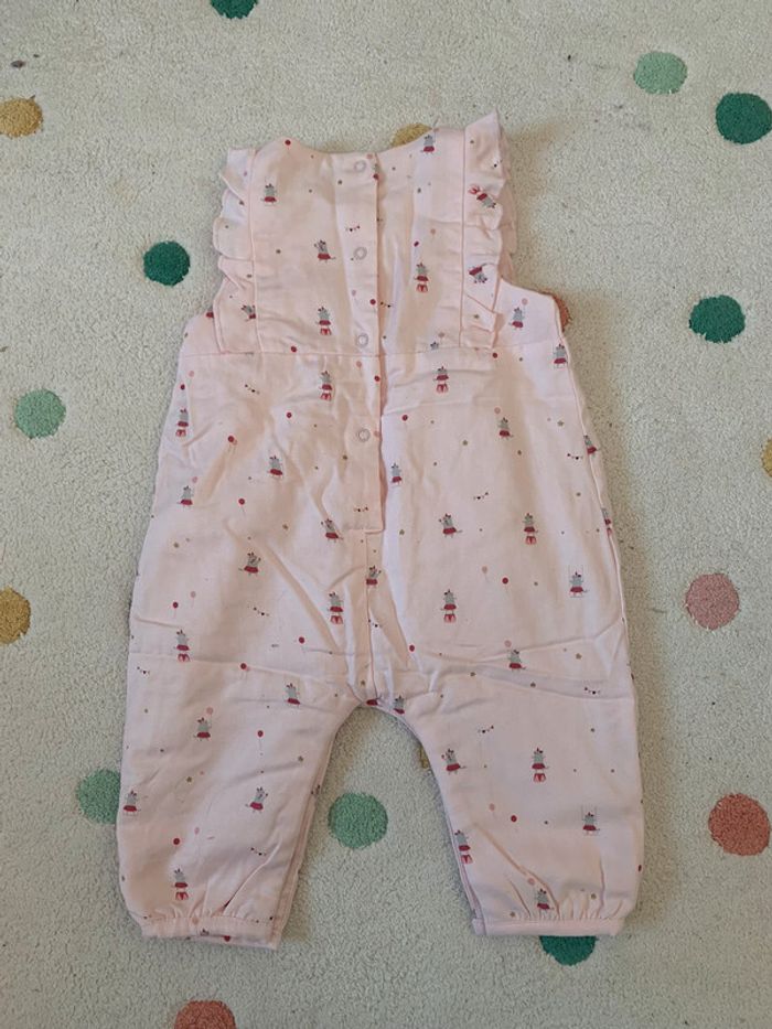 Barboteuse sergent major - photo numéro 2