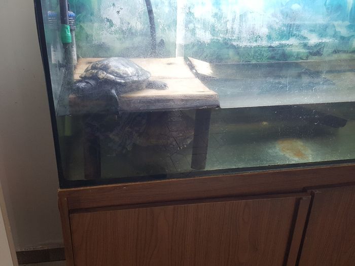 Aquarium complet - photo numéro 2