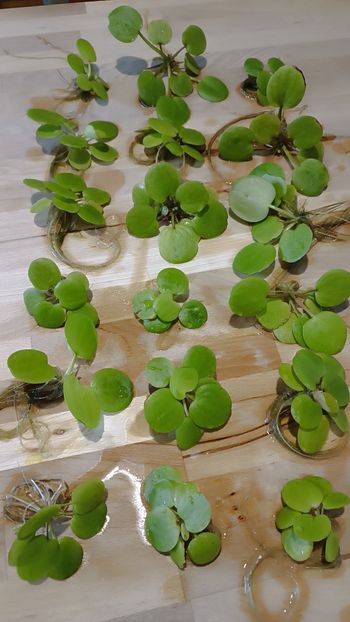 Lot de 18 laitues plantes flottantes aquarium