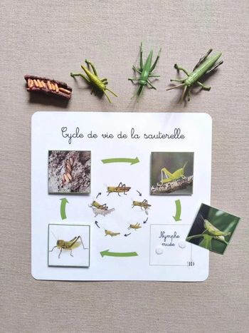 Kit cycle de vie de la sauterelle Montessori
