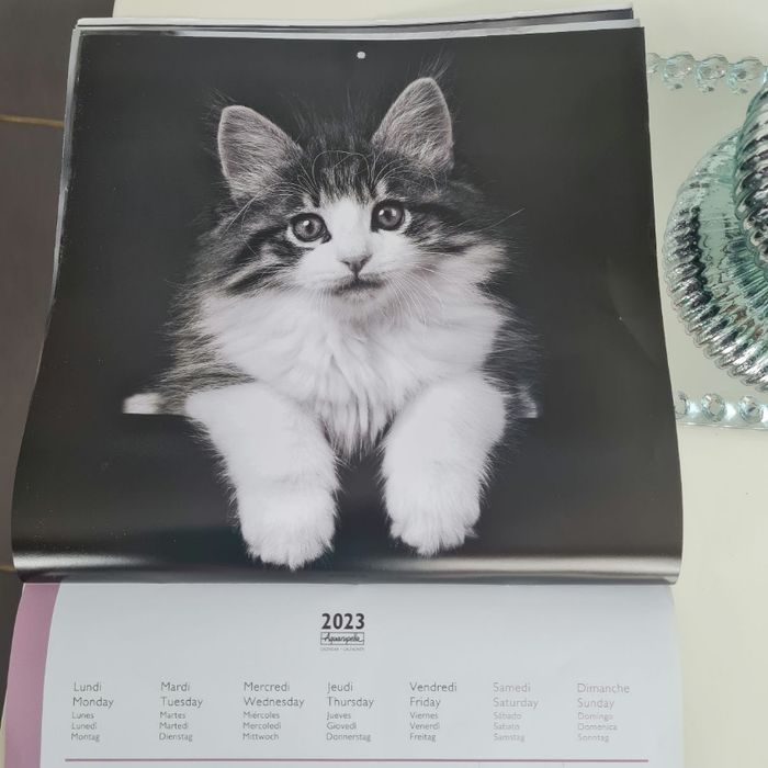 Calendrier chats 2023 - photo numéro 6