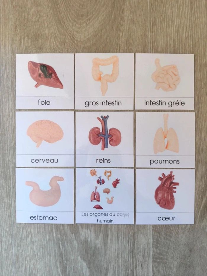 Cartes de nomenclature des organes humain script