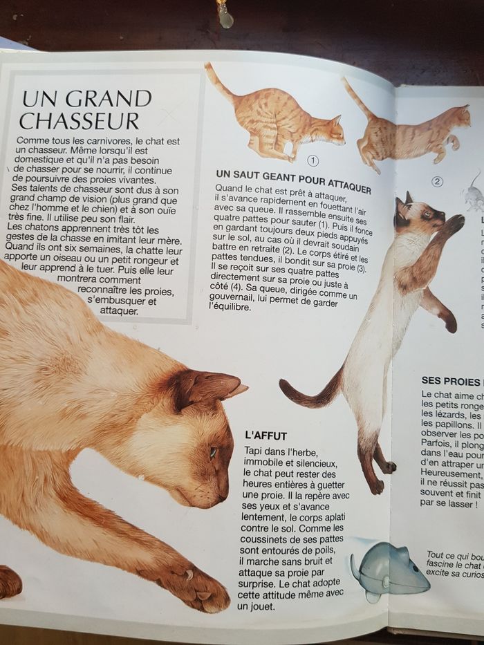 Livre intitulé " les chats " - photo numéro 3