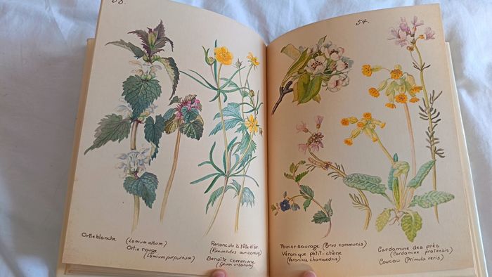 Journal Champêtre d'Edith Holden - photo numéro 3