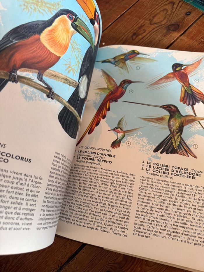 Lito Roby Grand livre illustrations Robert Dallet ancien vintage Faune du nouveau monde d’Amerique - photo numéro 14