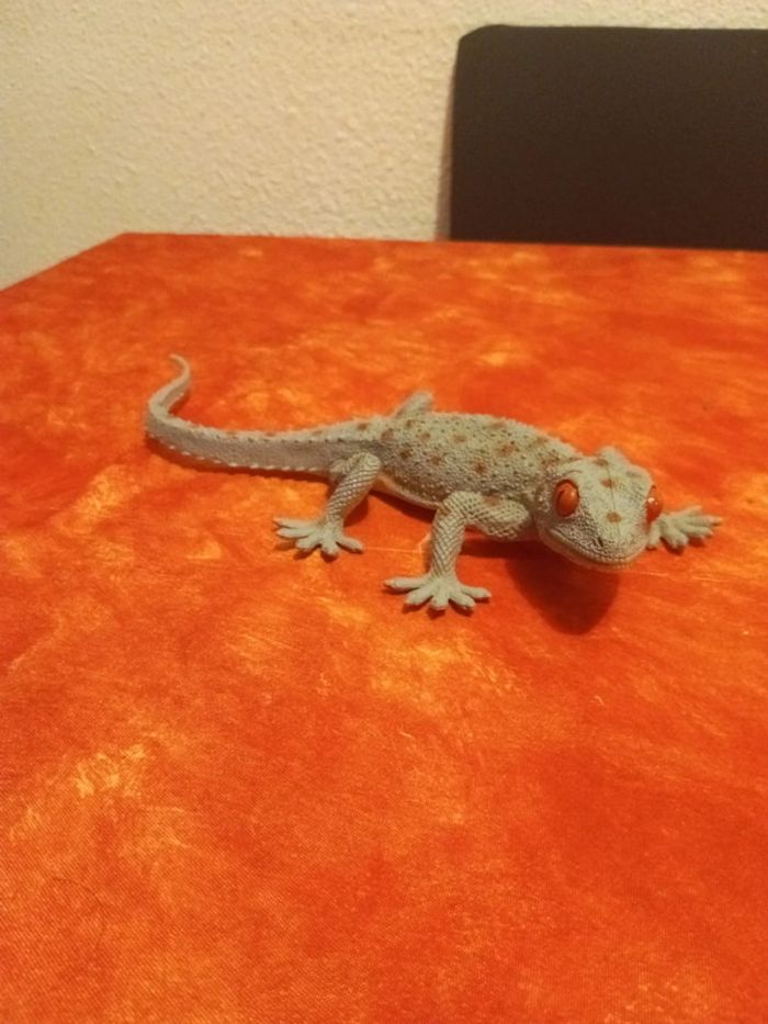 Lézard gekko