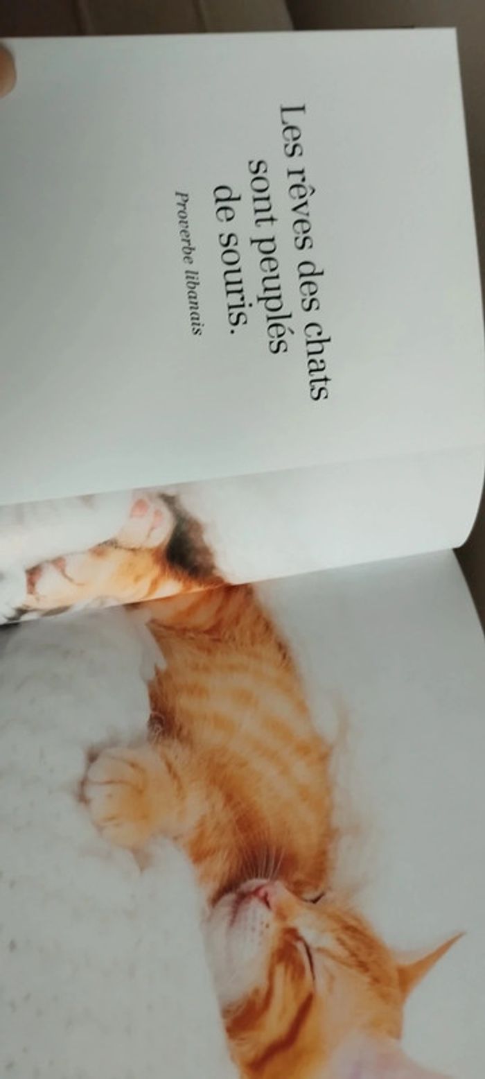 Amours de chatons - photo numéro 5