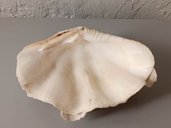 Bénitier coquillage 