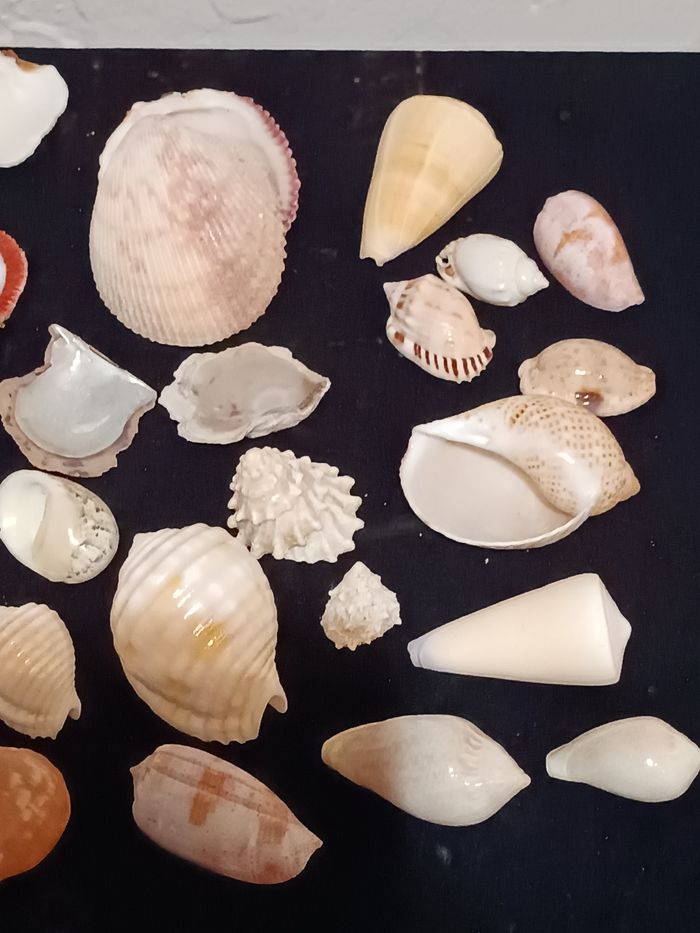 Lot de différents coquillages - photo numéro 6