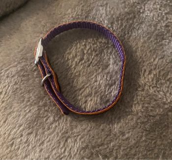 Collier pour chat ou chien
