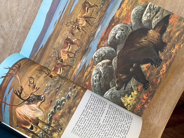 Encyclopédie ancienne animaux Robert Dallet Faune du nouveau monde Roby Lito grand format - photo numéro 6