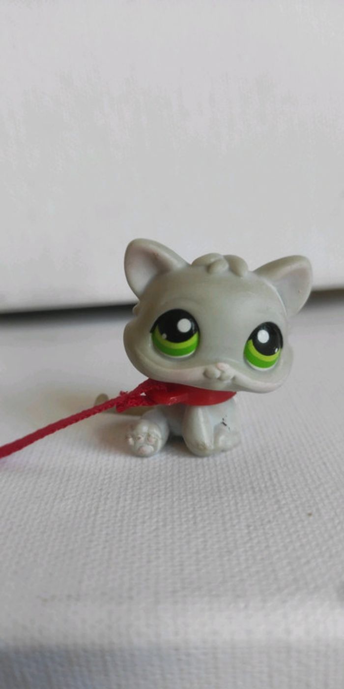 My littlest petshop chat snowshoe 88 avec collier accessoire