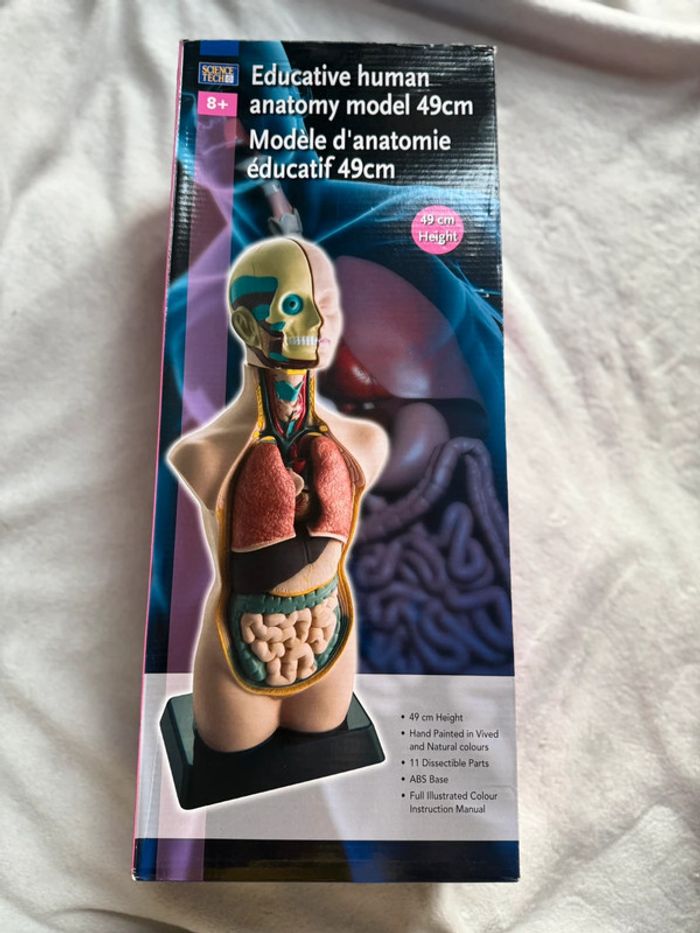 Model d’anatomie éducatif 49cm