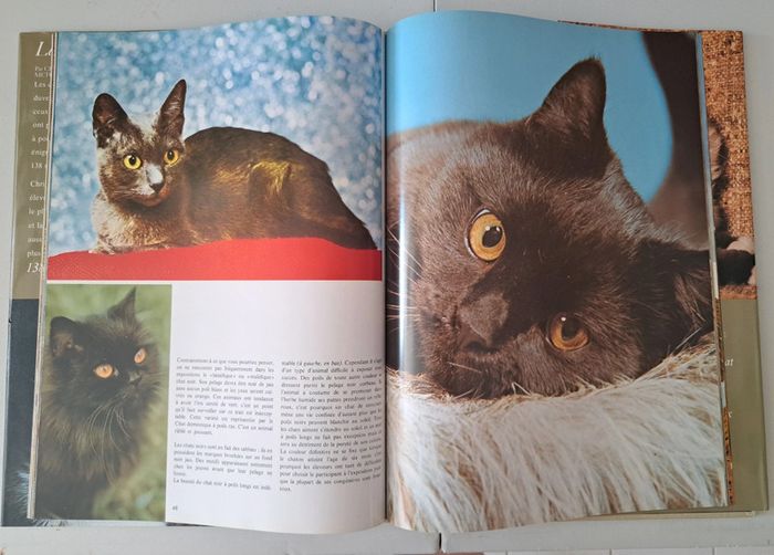 Livre chats - photo numéro 3