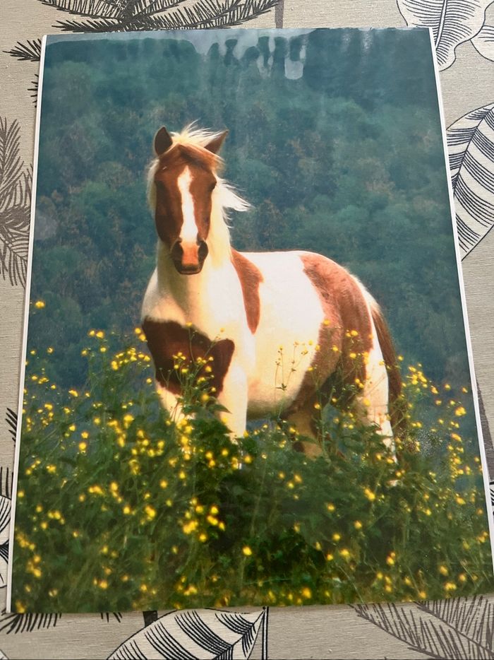 Photographie plastifié cheval