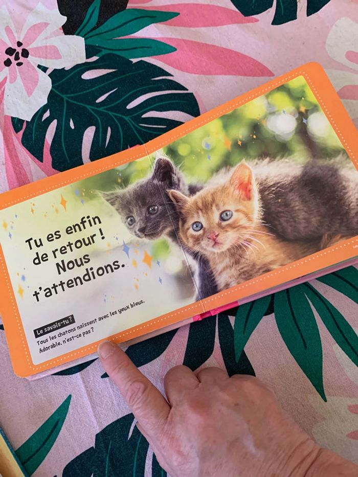 Chats mignons - photo numéro 6