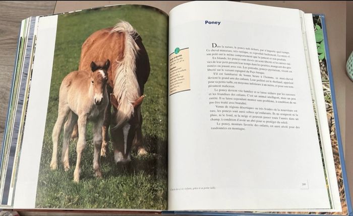 Livre les bébés animaux - photo numéro 5