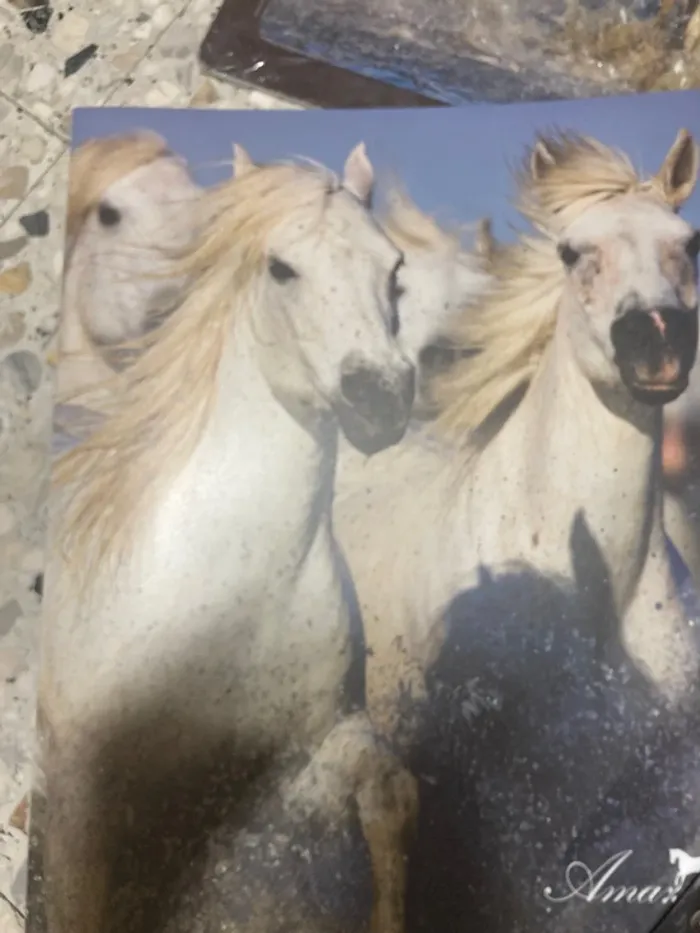 Lot papeterie cheval - photo numéro 6