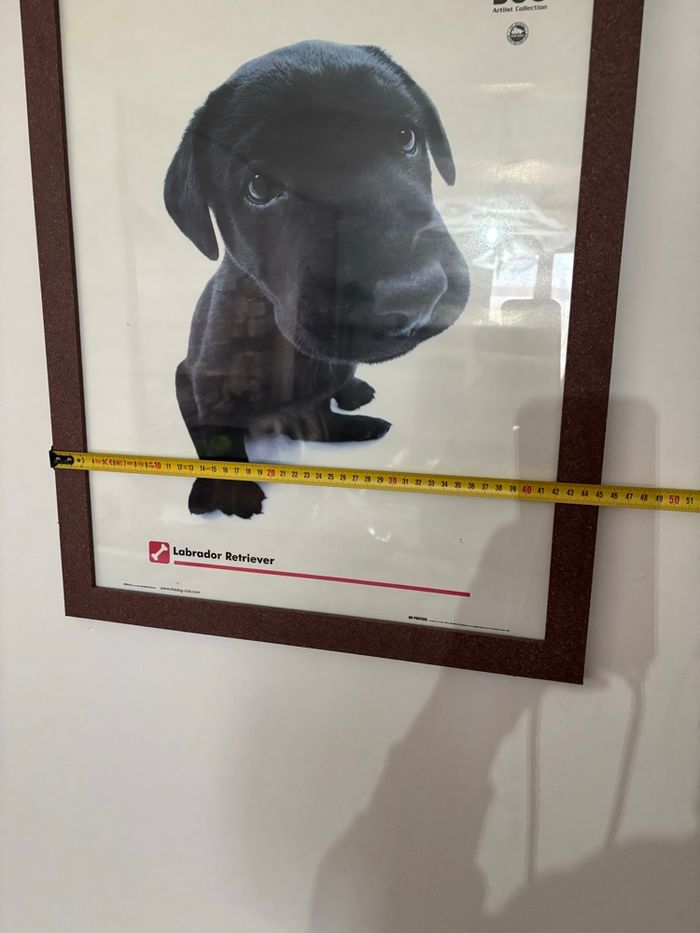 Poster de labrador encadré - photo numéro 3