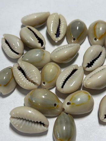 B50, 20 perles coquillages