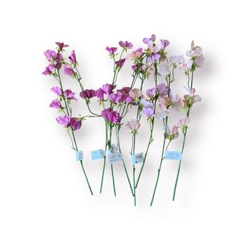 NEUF Hema Lot de 8 fleurs artificielles fuchsia et rose