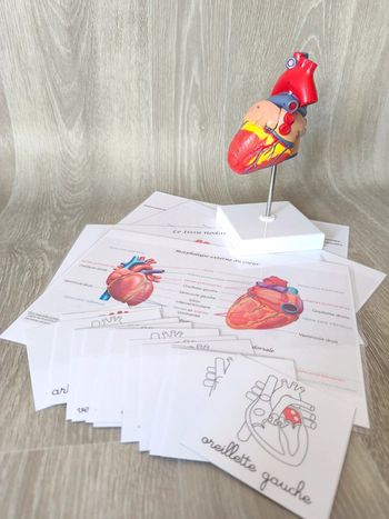 Kit anatomie du coeur