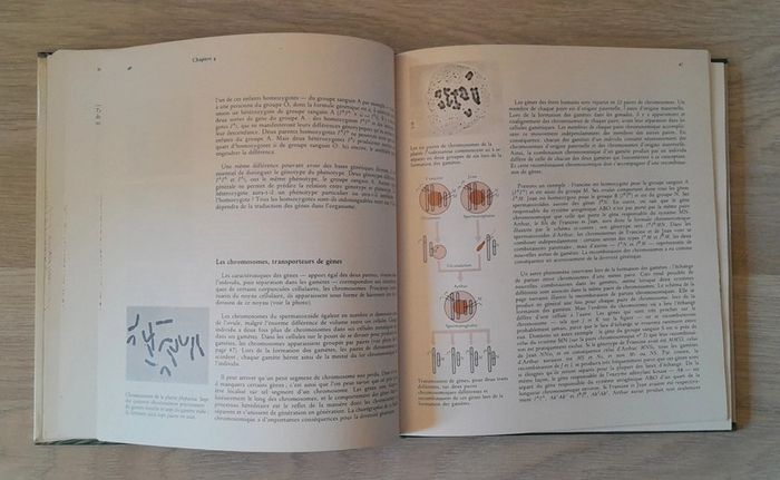 L'univers des science la diversité des hommes l'inné l'acquis et la génétique - photo numéro 7