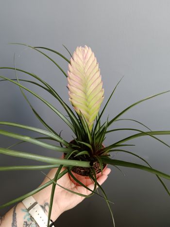 Tillandsia