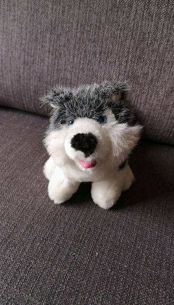 Peluche husky