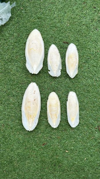Lot de 6 os de seiches
