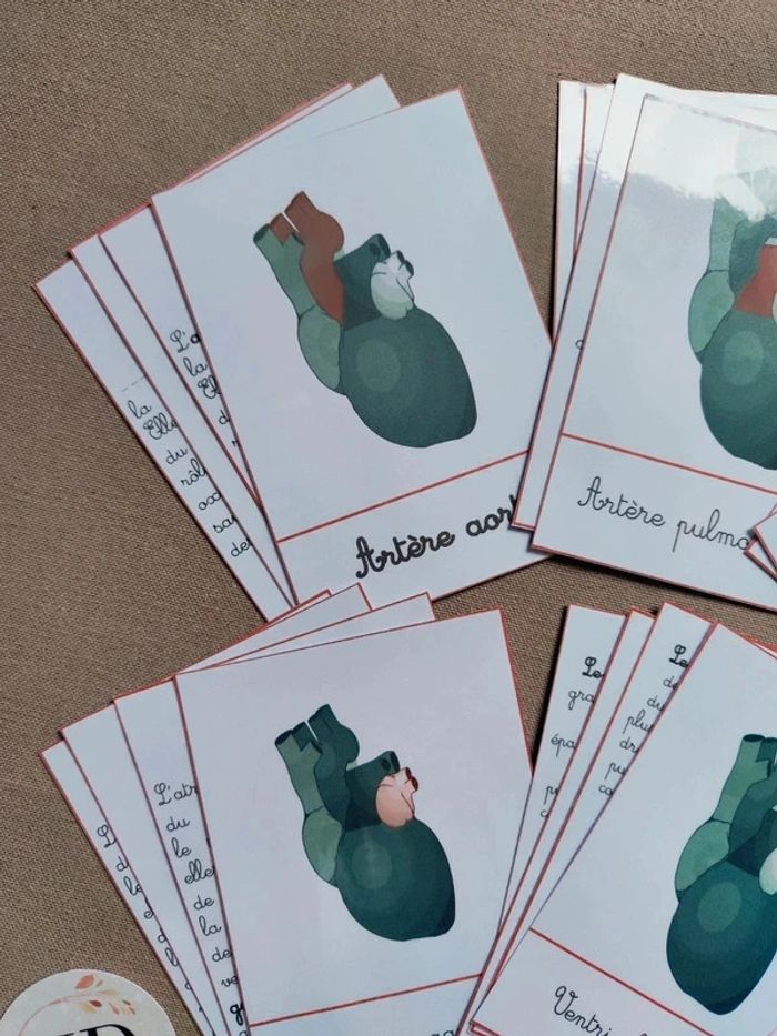 Cartes de nomenclature de la structure du coeur - photo numéro 2