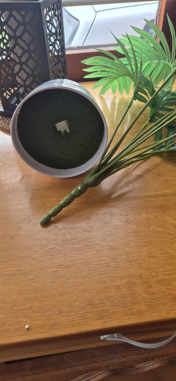 Lot de 2 plantes verte - photo numéro 3