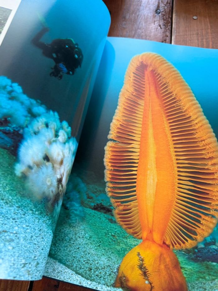 Grand beau livre Planète Mers Nicolas Hulot Laurent Ballesta Pierre Descamp Michel Lafon - photo numéro 6