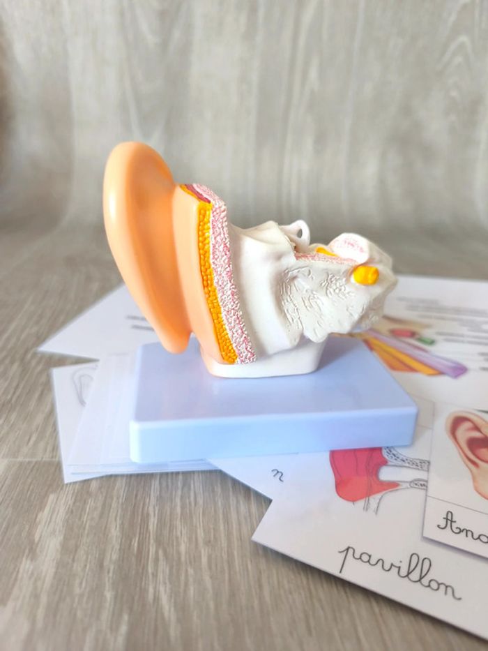 Kit anatomie de l'oreille - photo numéro 4