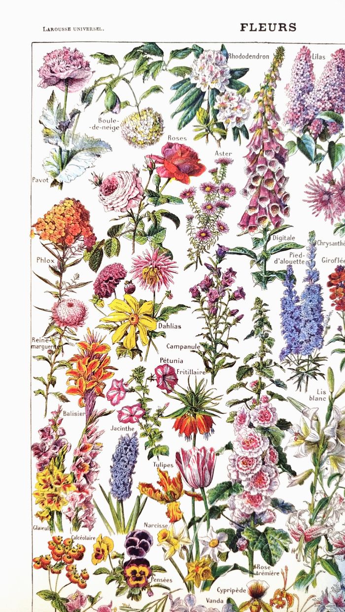 Affiche sur les fleurs, d'après une planche naturaliste de 1922 - photo numéro 2