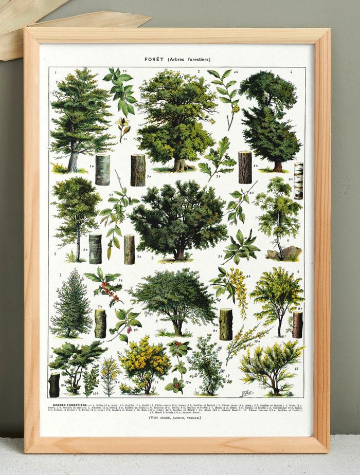 Affiche sur les arbres "hêtre", d'après une lithographie de 1928