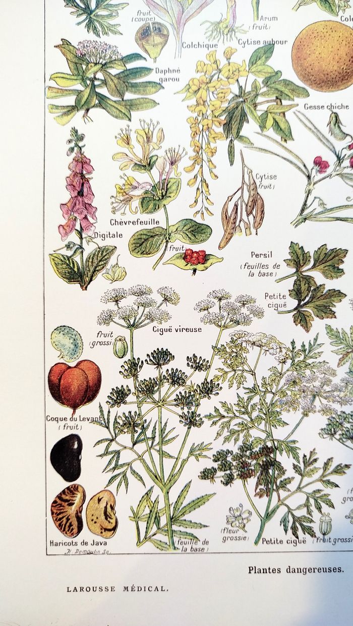 Affiche sur les plantes dangereuses "cigue", d'après une lithographie de 1920 - photo numéro 4