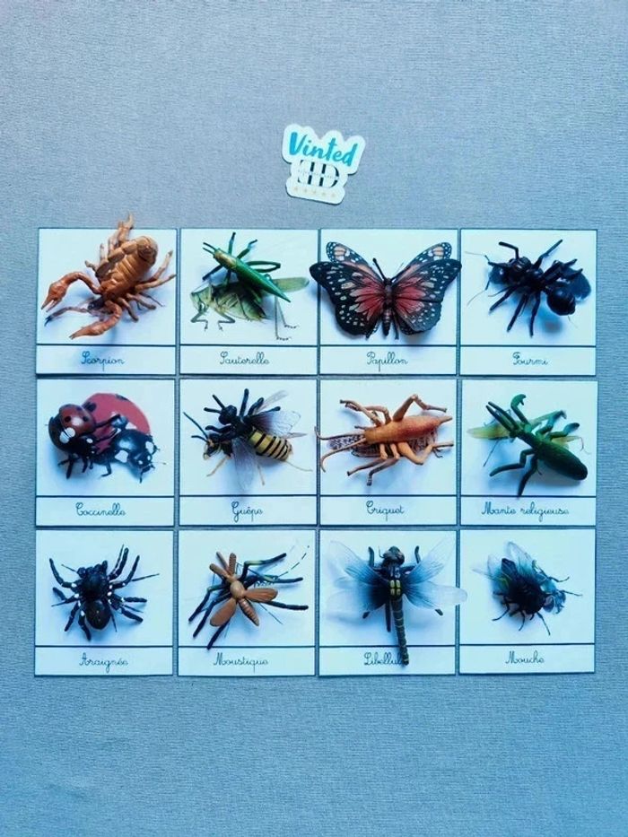 12 cartes de nomenclatures sur les insectes avec grands insectes Montessori - photo numéro 9