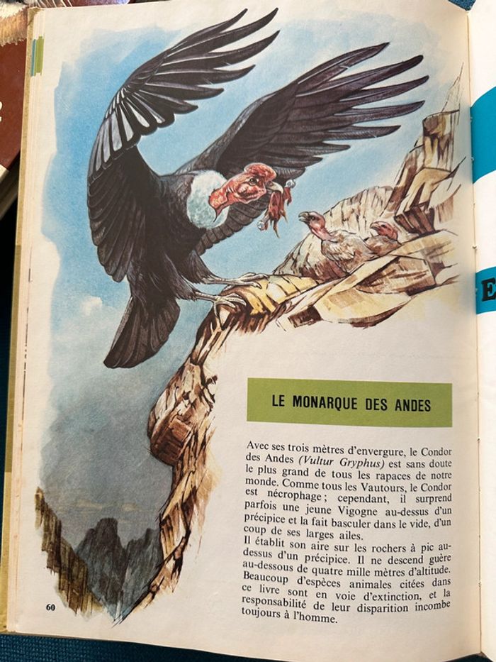 Livre encyclopédie rare Faune des Montagnes du Monde collection univers Robert Dallet Lito Paris - photo numéro 8