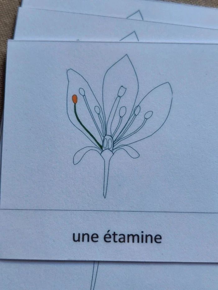 Cartes de nomenclature de la fleur - photo numéro 4