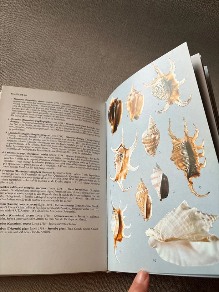 Livre Guide des coquillages marins – Lindner • Biologie marine • Identification - photo numéro 3
