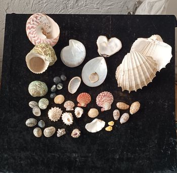 Nacre et autres coquillages