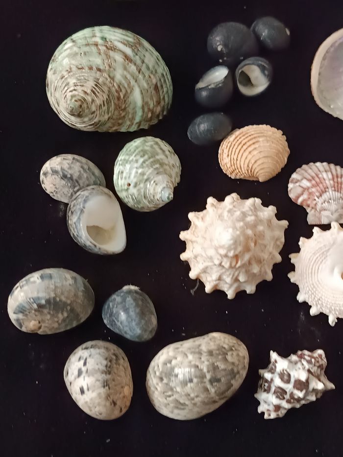 Nacre et autres coquillages - photo numéro 5