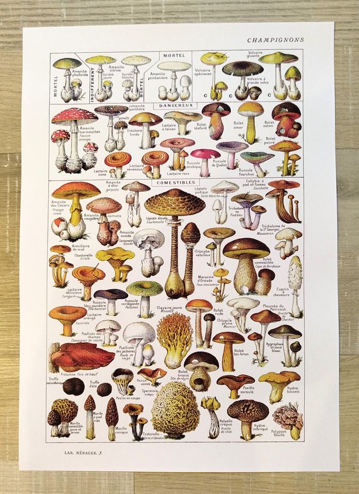 🍄Affiche sur les champignons comestibles et vénéneux, d'après une lithographie de 1920 - photo numéro 2