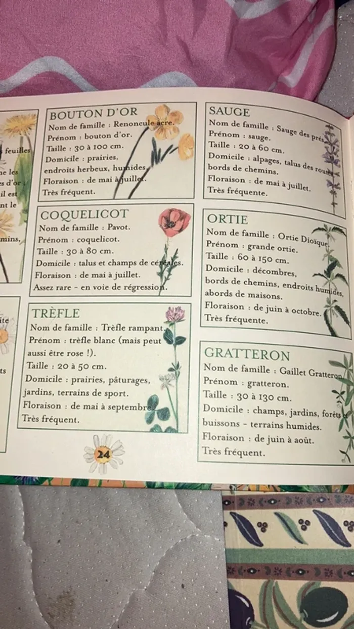 Jardin sauvage - photo numéro 7