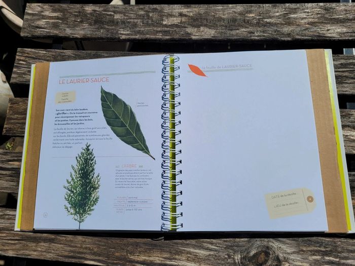 Très bel herbier Milan : L'Herbier des feuilles 🍃 72 - photo numéro 7