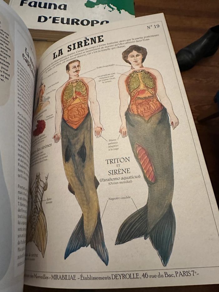 Deyrolle Les Histoires vraies des Créatures Fantastiques Plume de Carotte - photo numéro 8