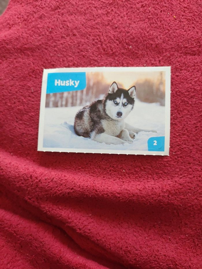 Autocollant nos amies les bêtes