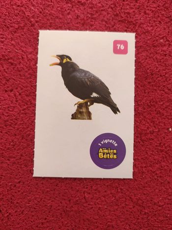 Carte nos amies les bêtes